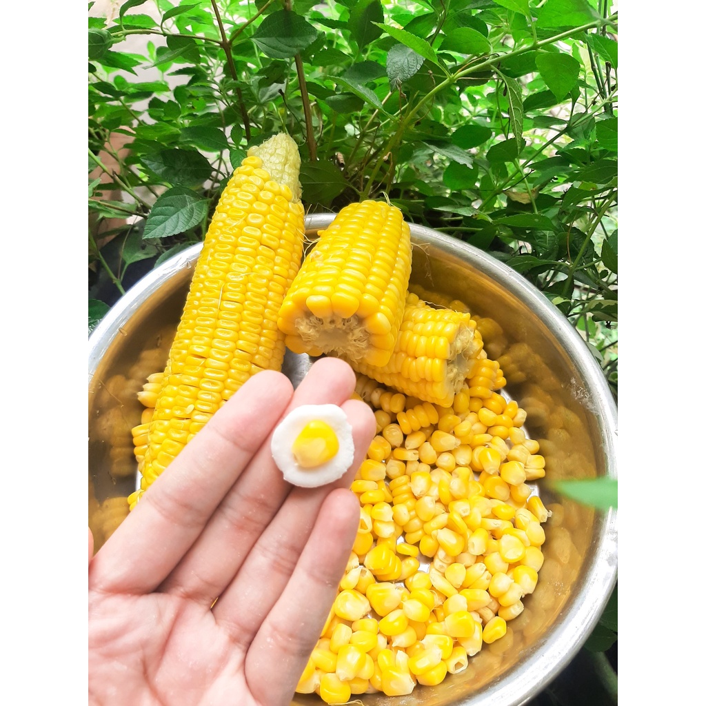 TRÂN CHÂU BẮP [Chỉ ship nhanh TP.HCM]