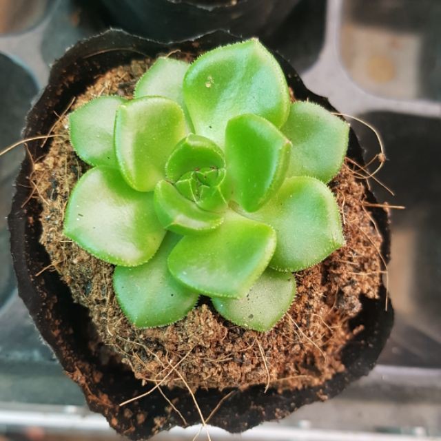 Combo 03 sen đá xanh ngọc- Hàng thuần, siêu dễ trồng, LỖI 1 ĐỔI 1