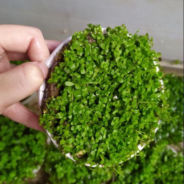 Cây thủy sinh Trân Châu