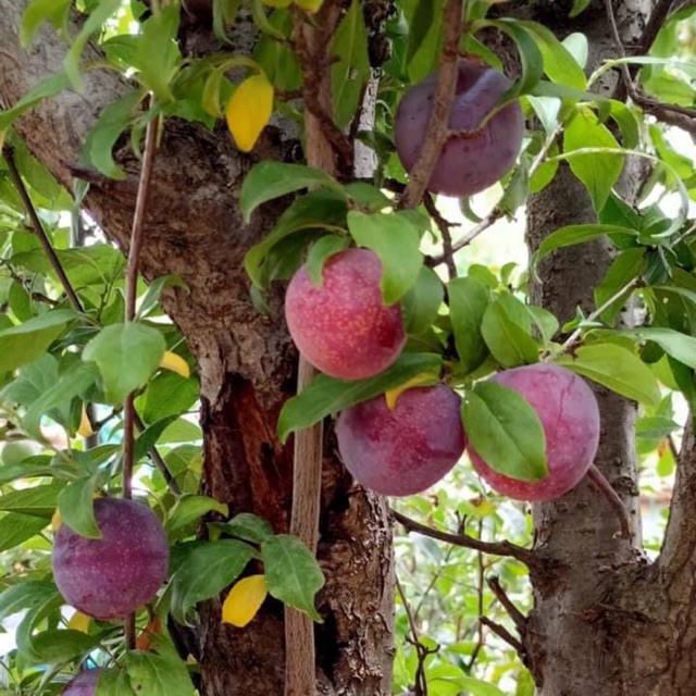 Cây mận đỏ