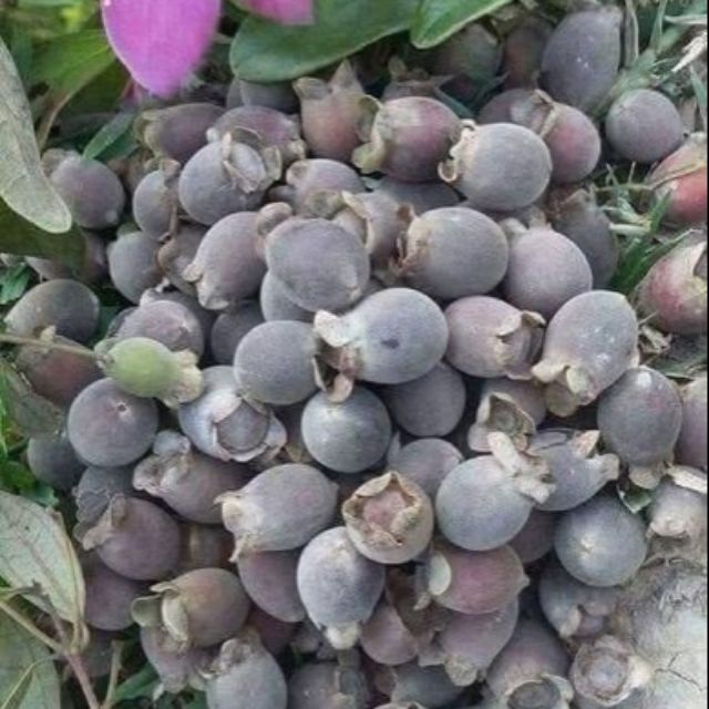 Sim Rừng Khô 1kg