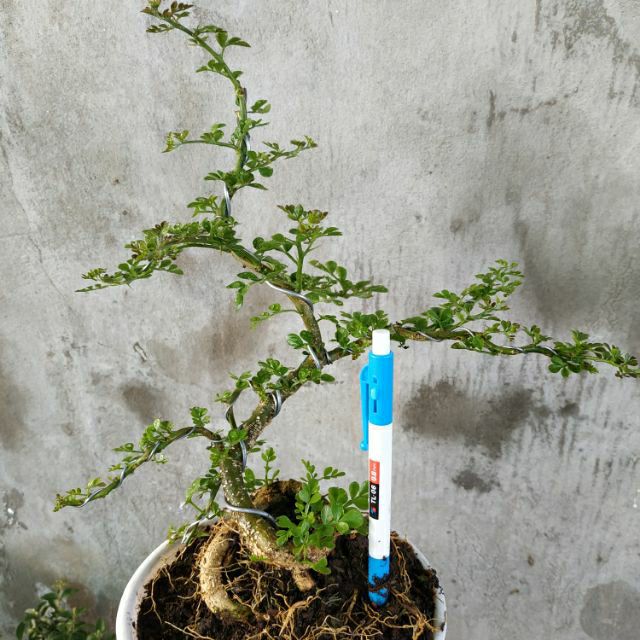 Cây Cần Thăng Bonsai mini, dáng bonsai đẹp (cây giao ngẫu nhiên, dáng đứng)