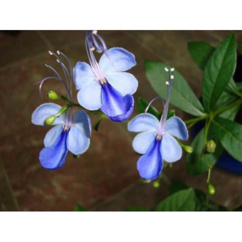 Hoa thanh điệp(hoa cánh tiên)
