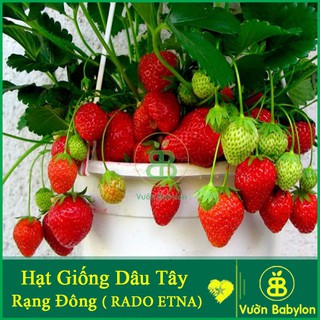 Hạt Giống Dâu Tây Quả To, Chịu Nhiệt 10Hạt