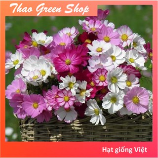 2000 Hạt Giống Hoa Sao Nhái Mix