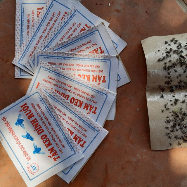 10 vỉ bẫy ruồi