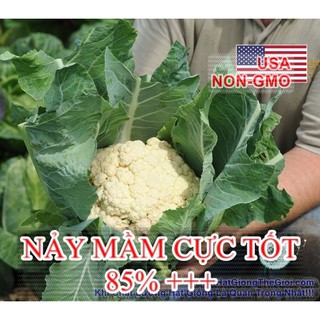 0.5Gr Hạt Giống Bông Cải Trắng Tự Cuộn Lá SnowBall (A2.302| C10*W51)