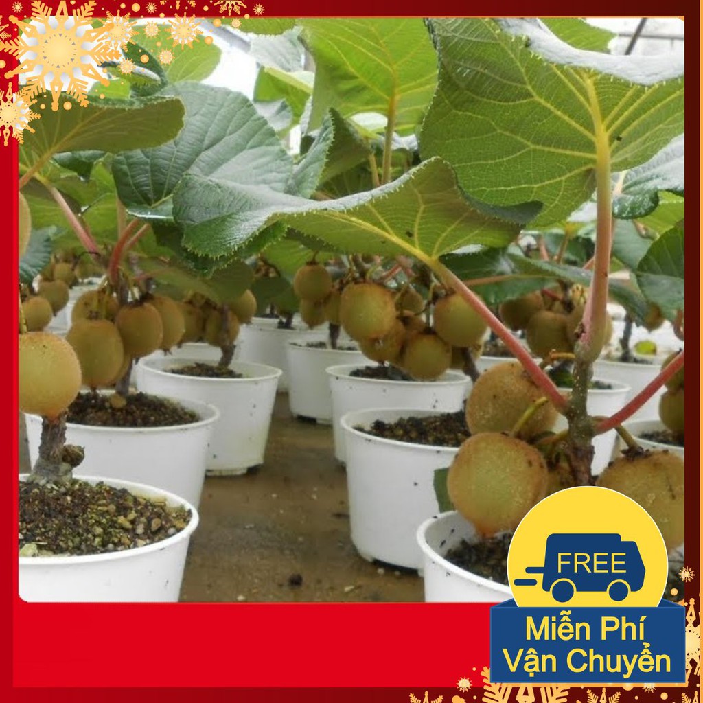 Hạt Giống Kiwi
