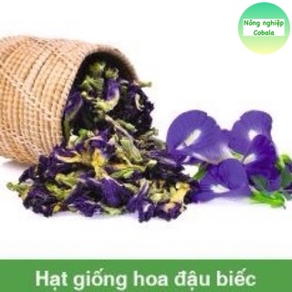 Hạt Giống Hoa Đậu Biếc Gói 2gr