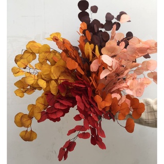 [CÓ QUÀ TẶNG] Hoa Khô Lá Bạch Đàn Tròn, Lá Tai Voi, Trang Trí Decor