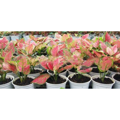 Cây Vạn Lộc, rễ trần, chậu 2 cây, chậu 3 cây