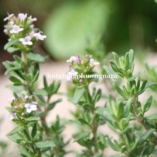 100H - HẠT GIỐNG CỎ XẠ HƯƠNG THYME