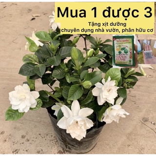 caykiengsadec - cây hoa dành dành+ tặng phân bón-trang trí nội thất cảnh quan sân vườn ngoài trời - hoa kiểng lá