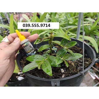 Dưỡng chất AB Ngọc Linh dưỡng mầm cho hoa phong lan