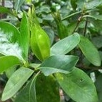 cây chi tử ( dành dành 6 cánh) 2cây