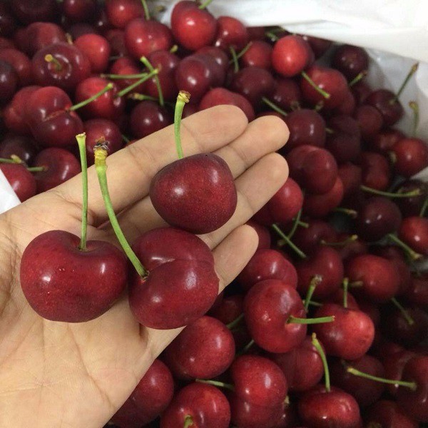 Hạt giống cherry