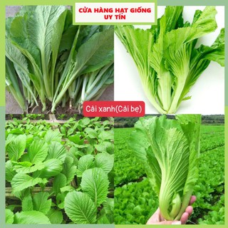[Gói 3000 hạt] Hạt Giống Rau Cải Bẹ Xanh Loại Siêu Dễ Trồng &amp; Dễ Thu Hoạch Tặng kèm Hướng Dẫn Trồng