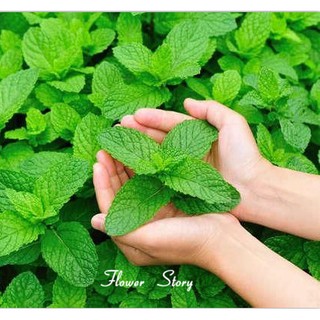 Hạt giống cây Bạc Hà Âu 100 hạt/gói ( tặng kèm 3 viên nén kích thích hạt nảy mầm )
