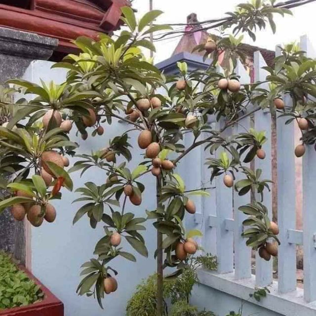 Cây 🌲 Sapo... lòng mứt... đang trái