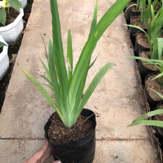 [ Cây Trang Trí ] Cây diên vĩ trồng bịch cao 30-40cm lá xếp hình dẻ quạt cong cần câu thích hợp trang trí sân vườn