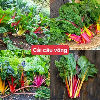 Hạt giống cải cầu vồng (gói 120 hạt) siêu dễ trồng kháng bệnh tốt năng suất cao cửa hàng hạt giống uy tín