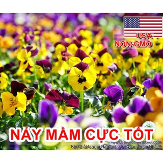 20h Hạt Giống Hoa Păng Xê Pansy Mix Màu (C5.304| B21*V74)