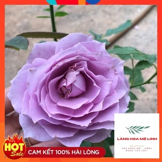 Hoa hồng màu tím Blue Storm Nhật [MÀU TÍM HUYỀN THOẠI ] là giống hồng bụi - màu tím lavender ,hương thơm hoa quả.