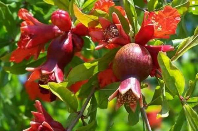 Cây 🌲 Lựu đỏ...Ấn Độ đang