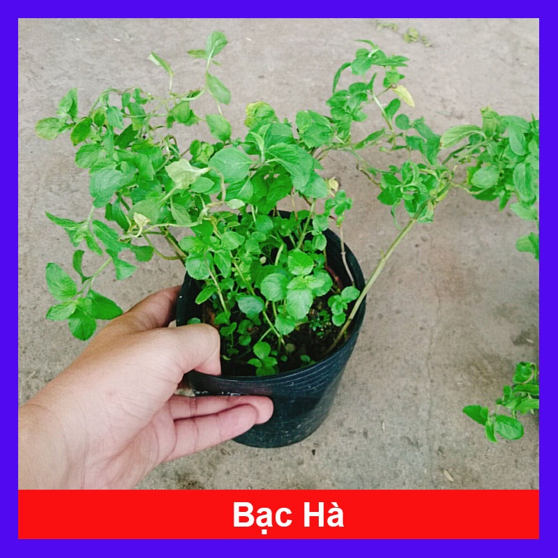 Cây bạc hà chocolate mint