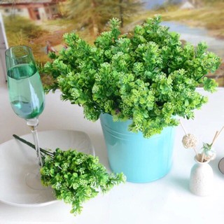 [ảnh thật]Cây hoa ngâu - Cây nhụa cao cấp