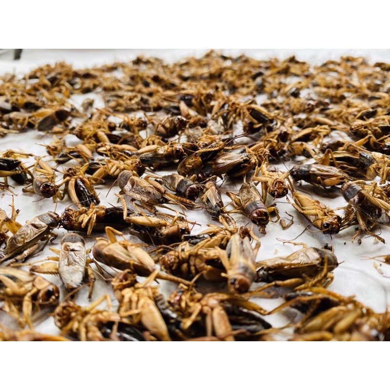 dế sấy sạch