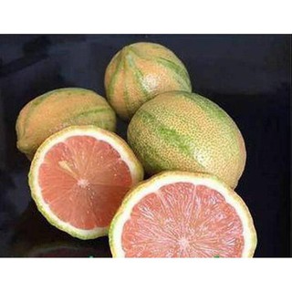 Cây chanh cảm thạch (cây cao cỡ 50cm)