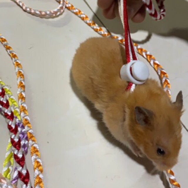 Dây dắt hamster có chuông