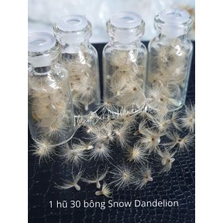 Giá sỉ] Set 30/100 bông Snow Dandelion dùng trong làm trang sức Resin cực đẹp