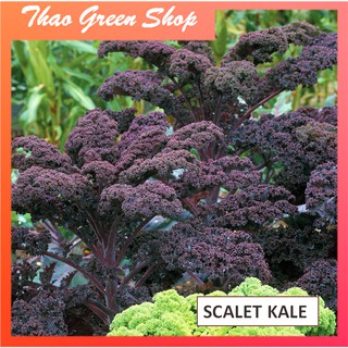 Hạt Giống Cải Kale Xoăn Tím 30 Hạt