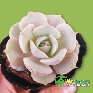 SEN ĐÁ LOLA TÍM  - [FREESHIP] –  ĐÃ THUẦN KHÍ HẬU, SIÊU KHỎE, ĐẸP, LỖI 1 ĐỔI 1