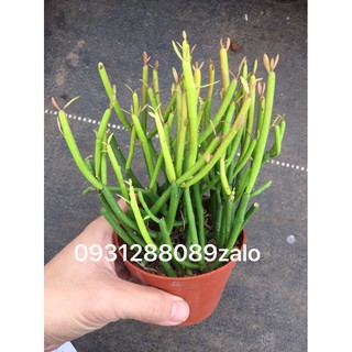 cây xương rồng que giao vàng