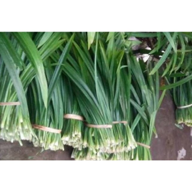 Lá nếp tươi