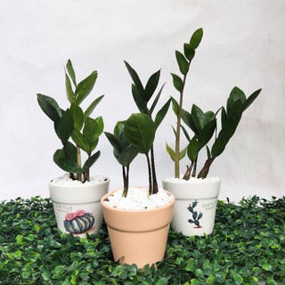 Cây kim tiền mini kèm chậu sứ đẹp, cây để bàn mini xinh xắn, mang may mắn và tài lộc