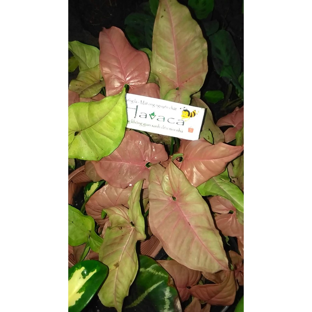 Trầu bà phú quý