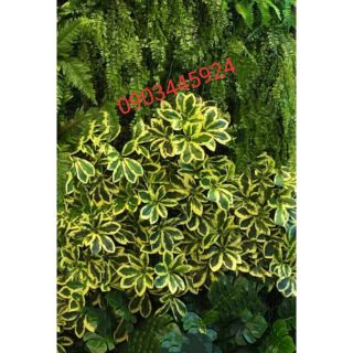 Lá Săn Trang Trí Tường Cỏ 34cm-Lá Giả