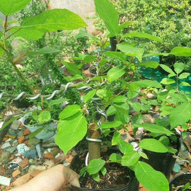 Cây sung bonsai mini bàn trà