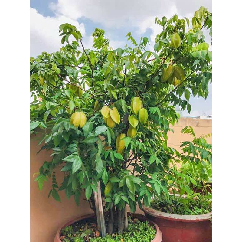 Cây 🌲 Khế Chua... đang trái