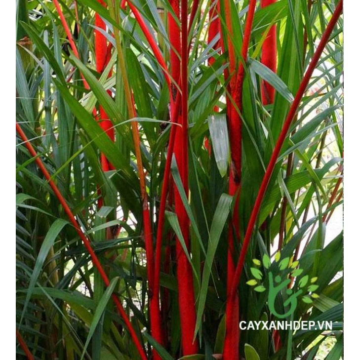 Cây 🌲 Cau đỏ 1m7... bụi to... nhiều cây thân đỏ