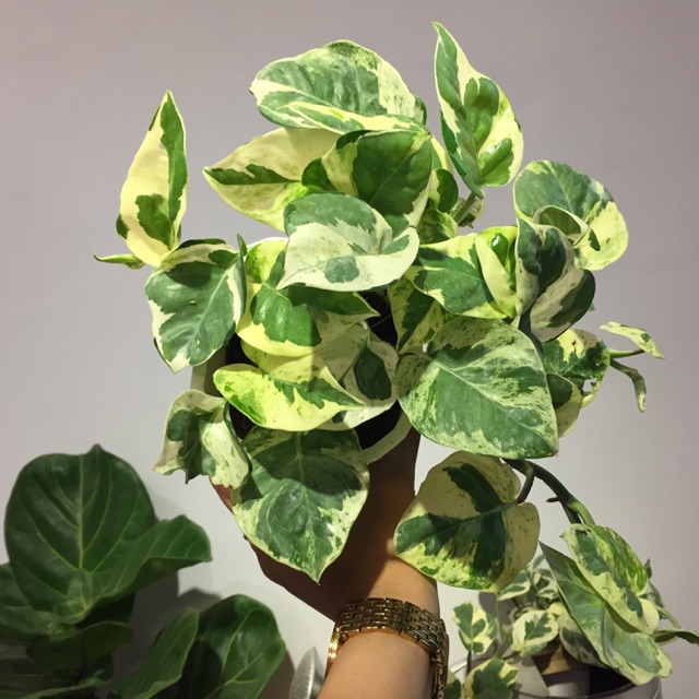 Trầu bà Sữa - Cẩm thạch