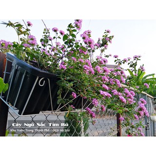 [Mã LIFEXANH03 giảm 10% đơn 500K] TRÂM ỔI TÍM RŨ, NGŨ SẮC TÍM RŨ, hoa ngũ sắc tím rủ trồng ban công