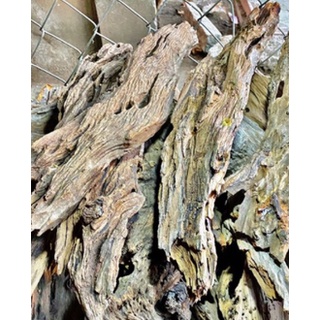 500g lũa san đá miếng cho thuỷ tinh, bán cạn, terrarium hàng đẹp