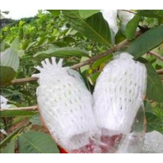 50 Túi bọc ổi lồng sẵn  ( gồm Xốp 14cm+ túi dẻo dai có lỗ thoáng+ chun đen)