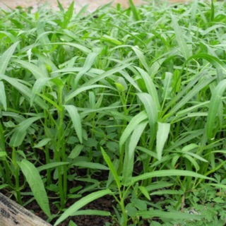 Hạt giống rau muống- 50gr,100gr