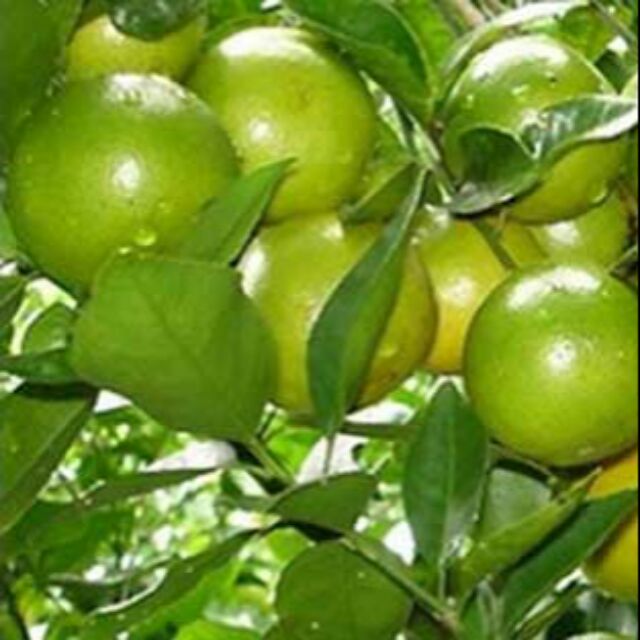 Cây quýt đường vỏ xanh, ngọt